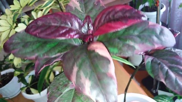 Комнатные растения. Обзор цветов на южном окне . Декабрь 2020 года. смотреть онлайн