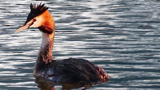 Больша́я пога́нка, или чо́мга (лат Podiceps cristatus) - Пение Чомги, жизнь Чомги. смотреть онлайн