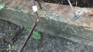 Снятие обвязки с прививки.