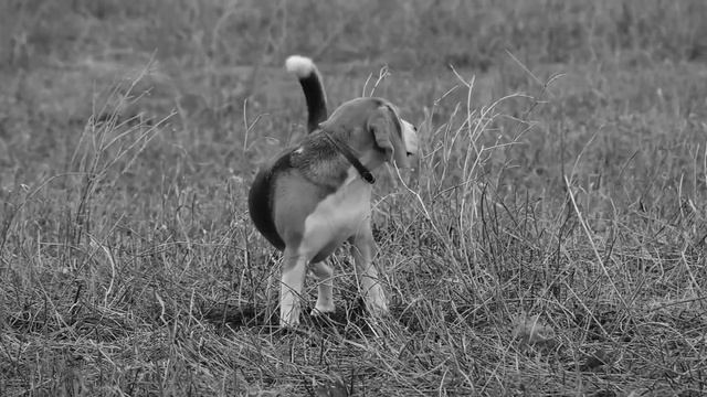 Fujifilm X-T20. Тестовое видео. Acros смотреть онлайн