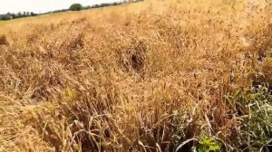 безостый озимый ячмень гниёт на корню, колос не на лился