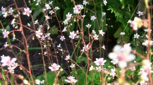 Камнеломка теневая.