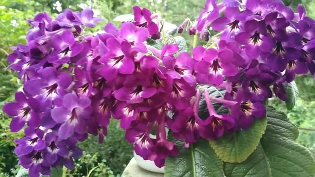 ШАПОЧНОЕ ЦВЕТЕНИЕ стрептокарпуса Spiritual Corridor смотреть онлайн