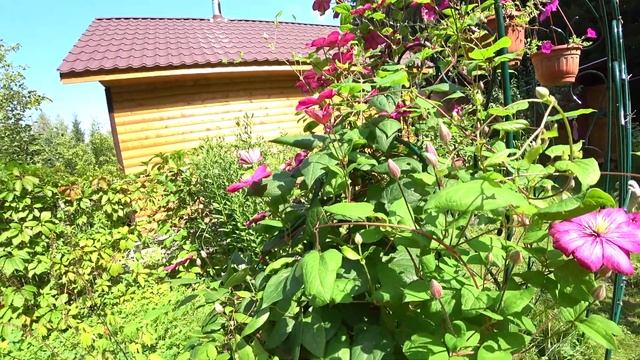 КЛЕМАТИС ВИЛЬ ДЕ ЛИОН. ОБИЛЬНО-ЦВЕТУЩИЙ СОРТ смотреть онлайн