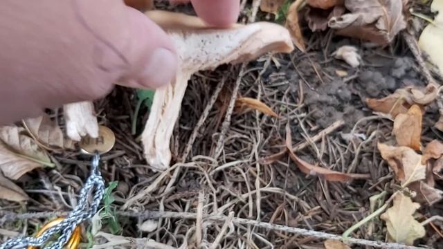 Lejkówka szarawa (Clitocybe nebularis) - 19.10.2020, Nowa Huta, Kraków. смотреть онлайн