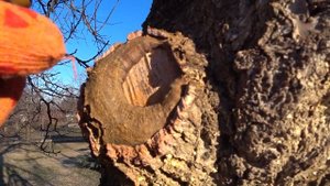 Чем обрабатывать после ОБРЕЗКИ срезы дерева