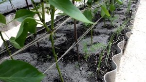 Удобрение золой в теплице в 2019 году