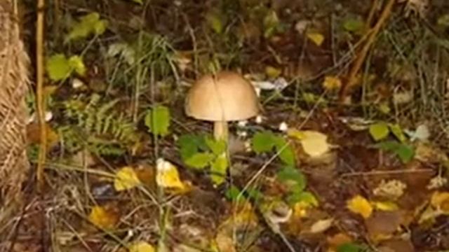 Подберёзовики смотреть онлайн