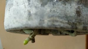 КОРНИ орхидеи БУДУТ ЛЕЗТЬ ИЗ горшка! орхидеи ПОДКОРМИ ЭТИМ! СРАЗУ рост корней, орхидеи ПРЕОБРАЗУЮТС