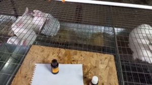 профилактика и лечение кокцидиоза у кроликов.