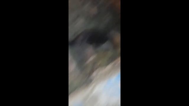 Бобр курва. Правильный перевод по мнению польских экспертов.