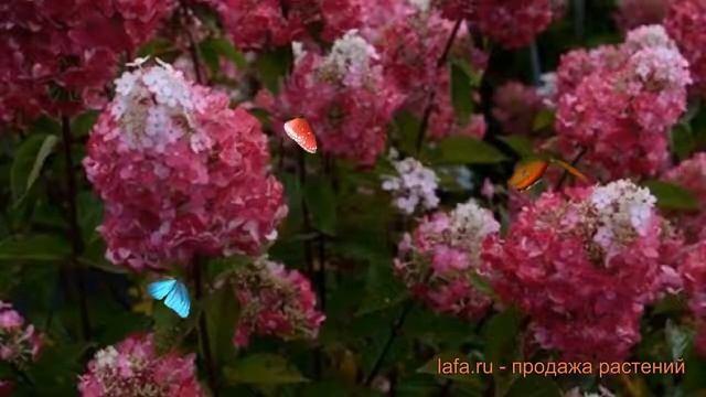 Гортензия метельчатая Самарская Лидия ? обзор: как сажать, саженцы гортензии Самарская Лидия