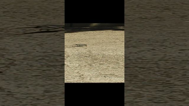 СОЧИ 01.07.2023. БЕЛАЯ ТРЯСОГУЗКА