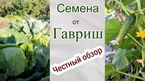 Отзыв о семенах фирмы Гавриш. Плюсы и минусы. Капуста ранняя. Огурцы партенокарпические без горечи.