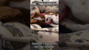 ?факты о породе кавалер кинг чарльз спаниель?