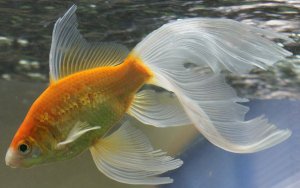 Золотая рыбка ( Комета Вуаль ) 
Мальки от икринки до 1.5 меяцев