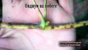 ? Внимание! Вспышка ОИДИУМА на винограде. Как оидиум отличить от милдью? ПИЩЕВАЯ СОДА в помощь?.