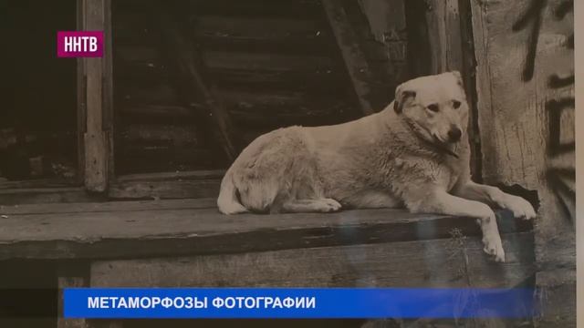 В Русском музее фотографии открылись сразу две экспозиции смотреть онлайн