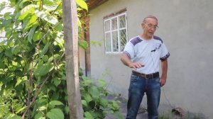 Отчего плохо перезимовали яблони?