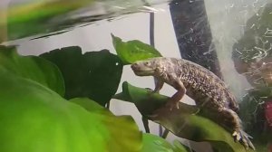 Тритон. Тритон заболел. четвёртая часть. Болезни аквариумных питомцев.