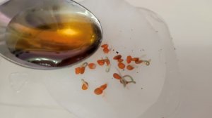 1 ЛОЖКА и ДАЖЕ СТАРЫЕ СЕМЕНА Быстро ПРОРАСТАЮТ! Рассада Растет Крепкая и Урожайная!
