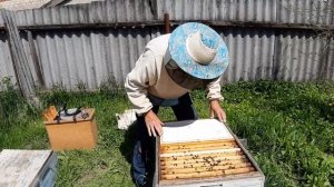 Отводок в двухматочном улье  Новые диафрагмы