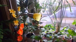 комнатные растения в марте 2021 год