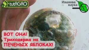 ЯБЛОЧНАЯ ТРИХОДЕРМА. Пошаговый рецепт приготовления ТРИХОДЕРМЫ на ЦЕЛЬНЫХ ЯБЛОКАХ. Суперпродукт!