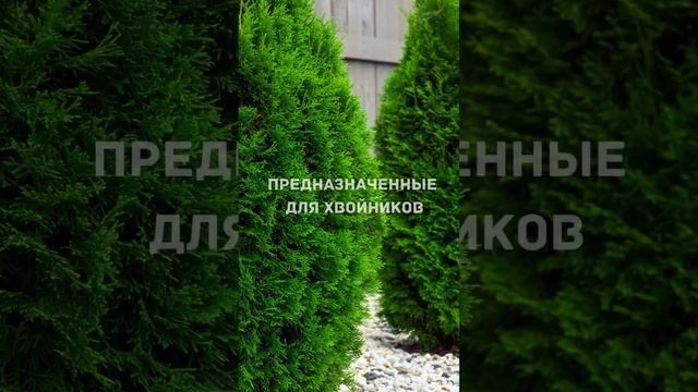 Почему ЖЕЛТЕЕТ ТУЯ? 3 САМЫЕ распространенные причины