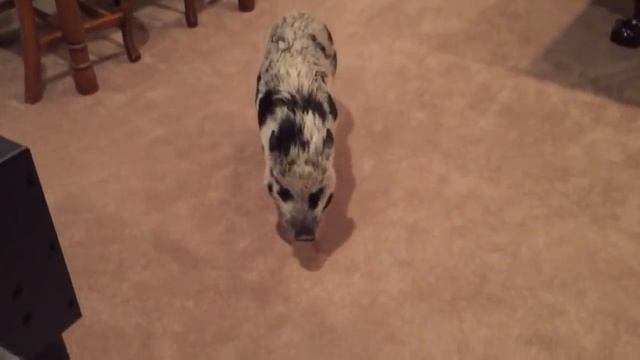 Hamlet the "Teacup" Pig is now 2 years old смотреть онлайн