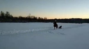 Скиджоринг на лошадях!