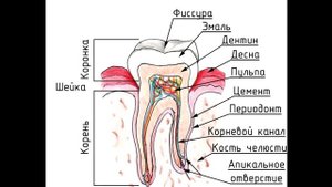 Зачем в зубах нервы? 12+