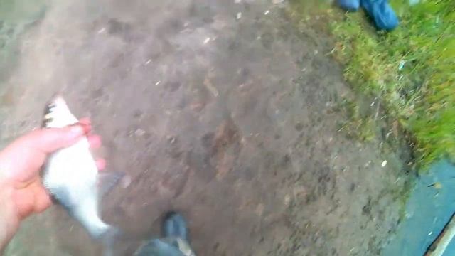 СЕЛИГЕР № 2 сплит-шот плотва подлещик смотреть онлайн