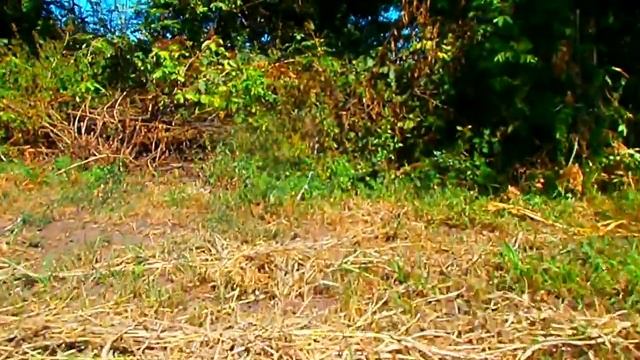 Японский минитрактор: HINOMOTO c142 + грабли-ворошилки смотреть онлайн