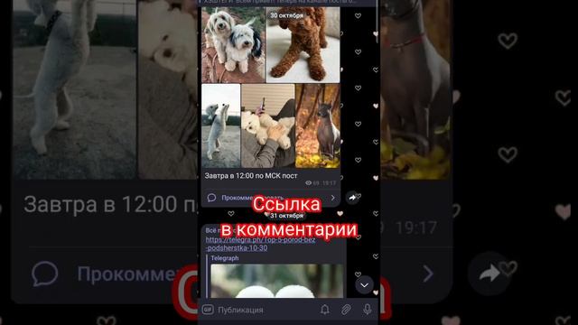 Документы щенка #собака #щенки #животные #питомцы