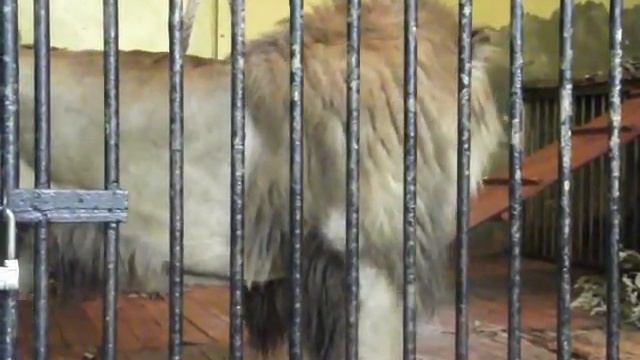 Лев в зоопарке(СПб) смотреть онлайн