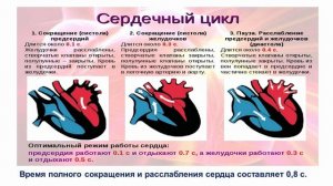 Биология, 8 класс, Типы кровеносных систем и круги кровообращения