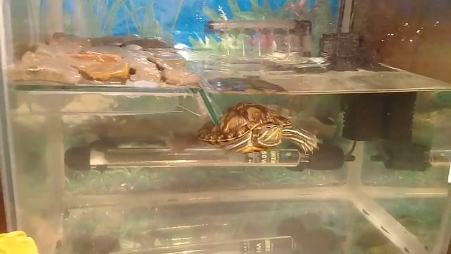 Как различить пол красноухой черепахи !? Вопрос !? :) смотреть онлайн