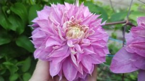 Клематис сорта Kaiser (Кайзер)