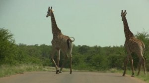 Giraffes; One Is Interested.  Жирафы; один смотрит (1142sp)