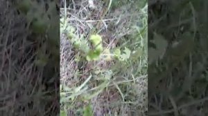 Все грибы собрать невозможно.Их просто море! Грибы Донбасса.