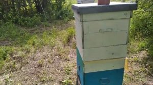 Медосбор. Лесное разнотравье Сибири - один из лучших сортов мёда в России и за её пределами.