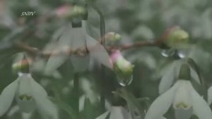 ? ВЕСНА... ПРОБУЖДЕНИЕ ПРИРОДЫ...