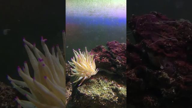 Clarki clownfish and bubble tip anemone смотреть онлайн