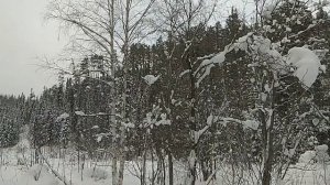 Лось. Скрадом + лыжи камус.