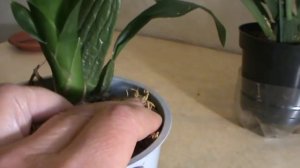 Орхидея Онцидиум. Правильный полив - главное условие для цветения.