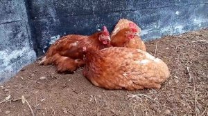 Куры купаются в земле