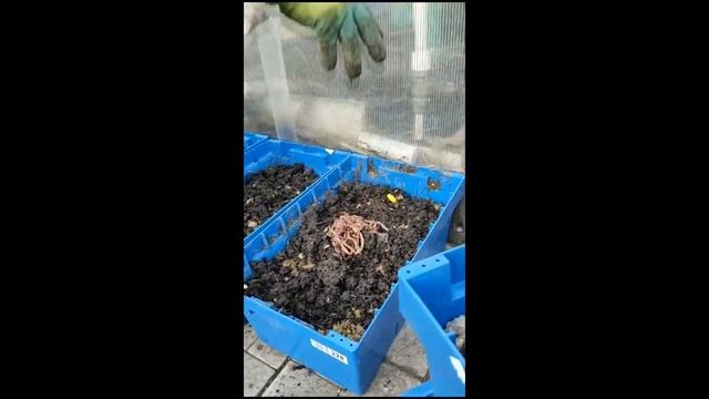 Как я развожу червей для рыбалки, в домашних условиях. смотреть онлайн