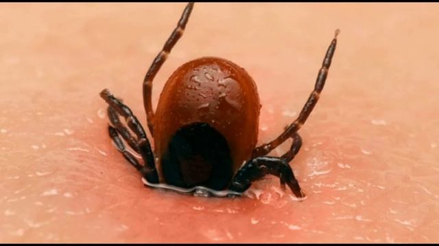 Самые опасные насекомые мира муха це це огненные муравьи муравей пуля овод клещ