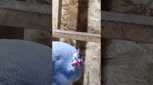 Как отличить цесаря от цесарки